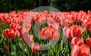 Blossoming tulips closeup