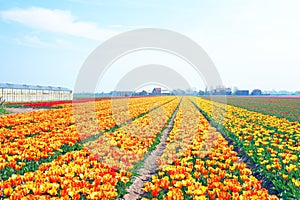 Blossoming tulips in the countryside from Netherlands