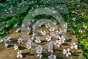 The blossoming tung tree flowers in spring,