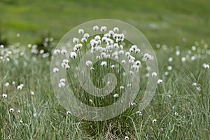 Eriophorum vaginatum, the hare`s-tail cottongrass, tussock cottongrass, or sheathed cottonsedge, is a species of perennial herbace