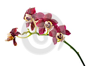 Blossoming twig of beautiful dark purple orchid, phalaenopsis is