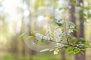 Blossoming twig in the forest