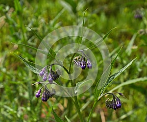 Blossoming twig medicinal comfrey.