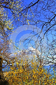 Blossoming twigs on blue sky