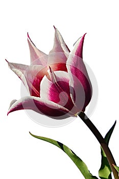 Blossoming two-tone decorative tulip flower of Claudia hybrid cultivar, with spiky petals, magenta pink in center