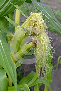 Blossoming of unripe ears of corn. Corn rylets and columns