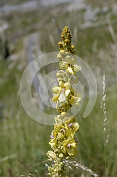 blossoming Verbascum lychnitis flower at Terminillo mountain range, Italy