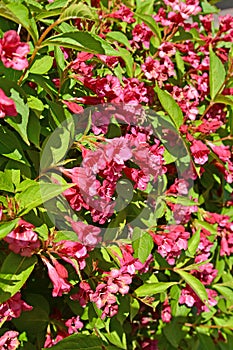 The blossoming veygela garden Weigela Thunb.