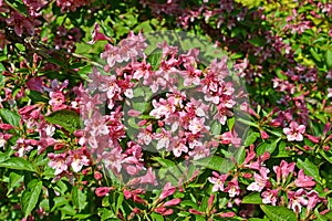 Blossoming of a veygela garden Weigela Thunb