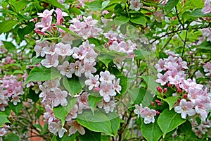 The blossoming veygela garden Weigela Thunb