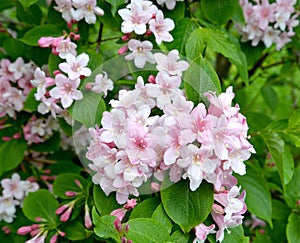 Blossoming of a veygela garden Weigela Thunb
