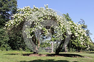 Blossoming Viburnum trees on the grounds of the 19th-century Wilderstein Mansion, Rhinebeck, NY