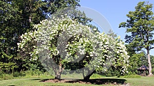 Blossoming Viburnum trees on the grounds of the 19th-century Wilderstein Mansion, Rhinebeck, NY