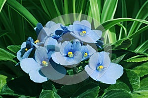 Blossoming violet on a background of green leaves of houseplants