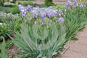 Blossoming violet irises in the garden