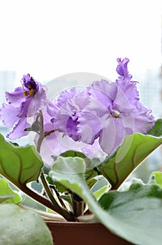 Blossoming Violet Saintpaulia in flower pot close up
