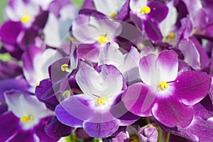 Blossoming violet and white senpolia photo