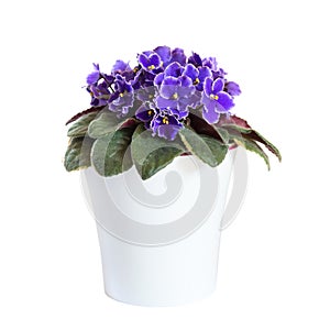 Blossoming violets in flower pot isolated on white background