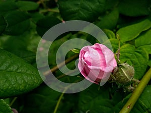 Blossoming Virginity: A Pink Rose Bud in Macro photo