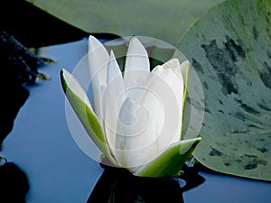 Blossoming Water-lily. photo