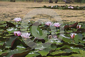 Blossoming waterlilies