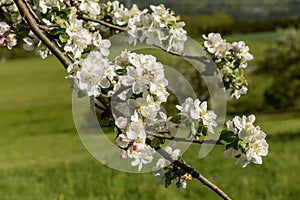 Blossoming white apple flowers on tree, Baden Wuttenberg