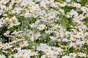 Blossoming white daisies