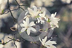 Blossoming white flower background, natural wallpaper, flowering magnolia kobus branch in spring garden