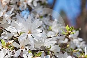 Blossoming white flower background, natural wallpaper, flowering magnolia kobus branch in spring garden