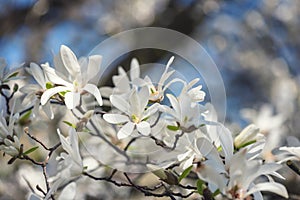 Blossoming white flower background, natural wallpaper, flowering magnolia kobus branch in spring garden