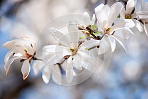 Blossoming white flower background, natural wallpaper, flowering magnolia kobus branch in spring garden photo
