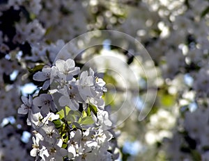 Blossoming white flowers apple-blossomed macro with blurred background