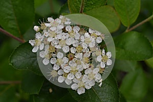 Blossoming white flowers