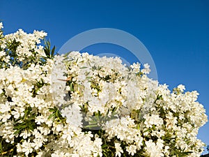 Blossoming Crown of White oleander in Spring photo