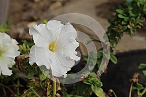 The Blossoming White Four O`clocks in the Cold Weather.