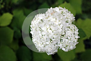 Blossoming white hydrangea in summe