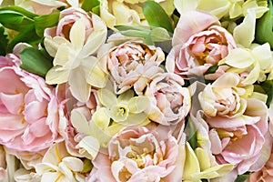 Blossoming white and light pink tulips and spring flowers festive background, bright springtime bouquet floral card