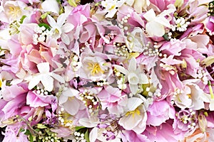 Blossoming white and light pink tulips and spring flowers festive background, bright springtime bouquet floral card