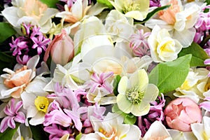 Blossoming white and light yellow daffodils, pink hyacinths and spring flowers festive background, bright springtime bouquet