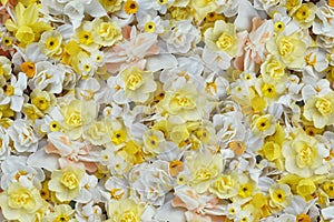 Blossoming white and light yellow daffodils, pink hyacinths and spring flowers festive background, bright springtime bouquet