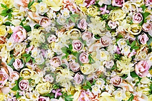 Blossoming white and light yellow daffodils, pink tulips, green leaves and spring flowers festive background