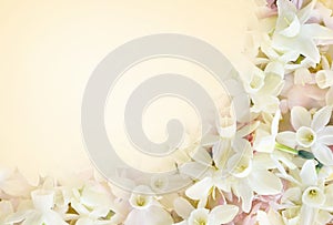 Blossoming white and light yellow daffodils and spring flowers festive background