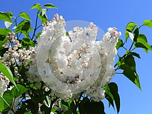 Blossoming white lilac in Lilac Garden in Moscow