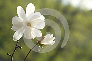 Blossoming white magnolia flower next to the bud