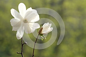 Blossoming white magnolia flower next to the bud