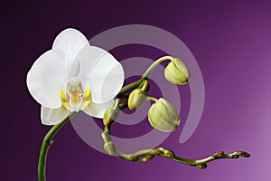 Blossoming White Orchid on Purple Background