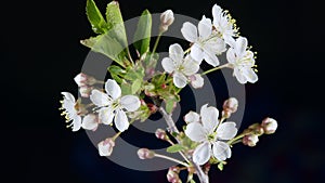 Blossoming of white petals of a cherry flower. Natural beautiful background, fruit tree blossom. Time lapse.