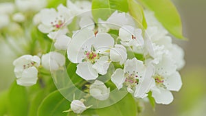 Blossoming of white petals of pear flower. Flowers on tree or shrub. Close up.