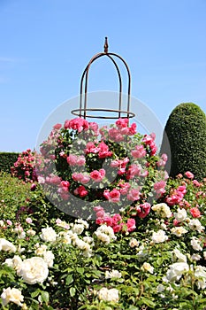 Blossoming  White And Pink Roses With Green Fence