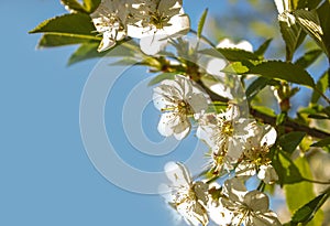 Blossoming White Plum Flowers on Sunny blue sky background